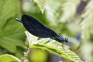Beautiful demoiselle, male, Calopteryx splendens