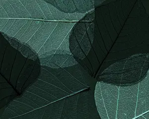 Beautiful detailed macro leaf_2
