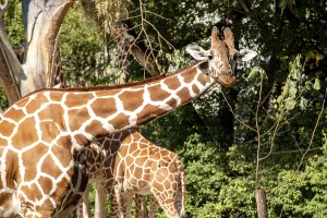Beautiful elegant giraffes in the Zoo Hellabrunn in Munich