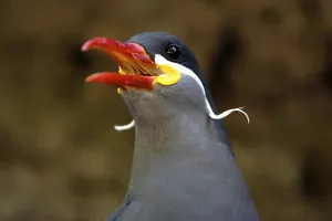 The beautiful face of an Inca Tern, New York, USA