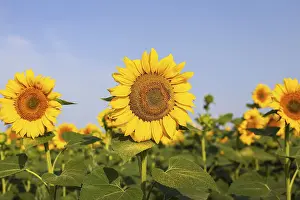 Framed Print : A beautiful field of blooming golden sunflowers against a blue sky