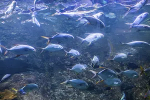 Beautiful fish at bottom of the aquarium