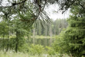 A beautiful forest with even tall trunks of middle-aged pines
