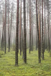 A beautiful forest with even tall trunks of middle-aged pines