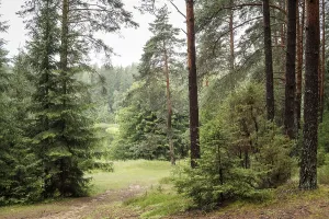 A beautiful forest with even tall trunks of middle-aged pines