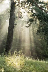 A beautiful forest with even tall trunks of middle-aged pines