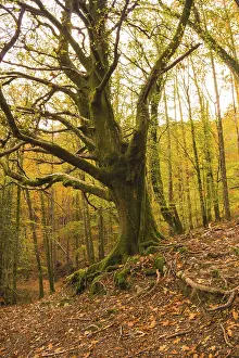 Framed Print : Beautiful green oak in the Artikutza forest in San Sebastian in autumn