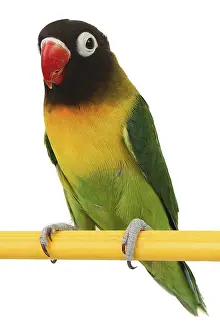 A beautiful green parrot lovebird isolated on white background