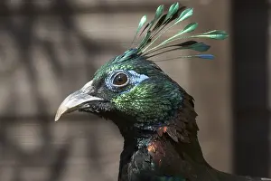 A Beautiful Himalayan monal bird head closeup