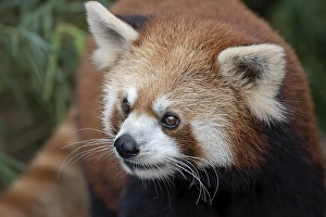 Beautiful images of a red panda