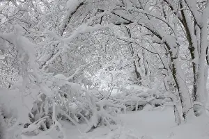 Beautiful landscape with snow covered branches in winter forest