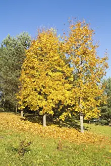Beautiful landscape - yellow maple trees in autumn forest