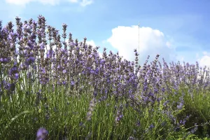Beautiful lavender field under a clear blue sky