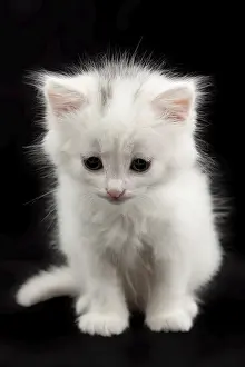 Beautiful little white kitten sitting on a black background