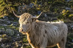 Beautiful, long furred or haired