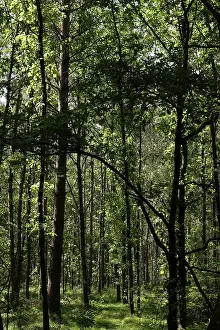 Beautiful mixed forest in summer