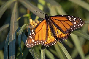 Beautiful Monarch Butterfly Resting On Plant