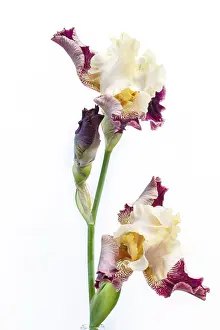 Beautiful multicolored iris flower isolated in white