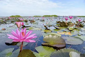 Category Wildlife DE Prints: Beautiful nature landscape of many red lotus flowers