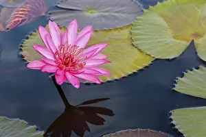 Category Wildlife DE Prints: Beautiful nature landscape of many red lotus flowers