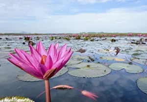 Category Wildlife DE Prints: Beautiful nature landscape of many red lotus flowers