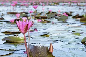 Category Wildlife DE Prints: Beautiful nature landscape of many red lotus flowers