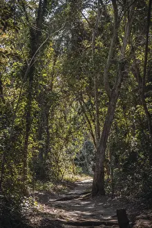 A beautiful path in the forest of the temples of Copan Ruinas