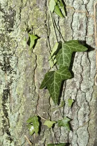 Beautiful patterned ivy on tree bark