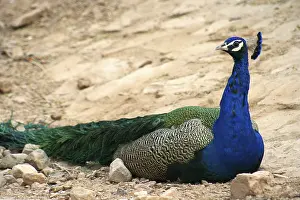 Beautiful peacock sitting on the rock India
