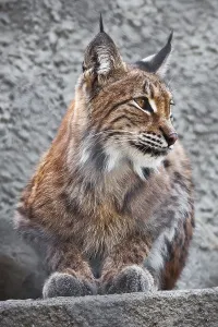 Beautiful photo of graceful big cat Lynx