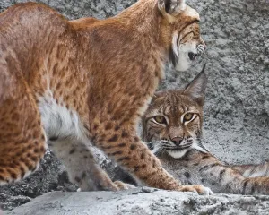 Beautiful photo of graceful big cat Lynx
