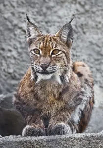 Beautiful photo of graceful big cat Lynx