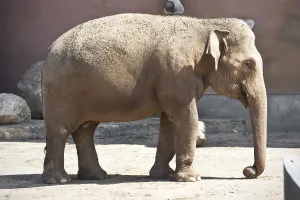 Beautiful photo of huge gray elephant walking in zoo