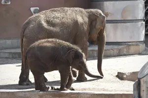 Beautiful photo of huge gray elephant walking in zoo