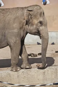 Beautiful photo of huge gray elephant walking in zoo