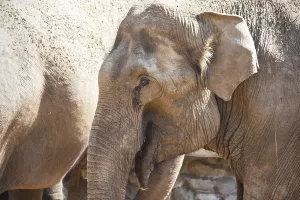 Beautiful photo of huge gray elephant walking in zoo