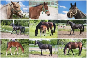 Beautiful photos of horse outdoors in summer