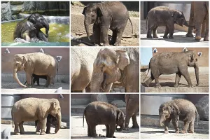 Beautiful photos of huge gray elephants walking in zoo