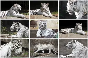 Beautiful photos of White Tiger in Zoo