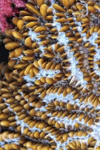 A beautiful picture of an healty coral reef