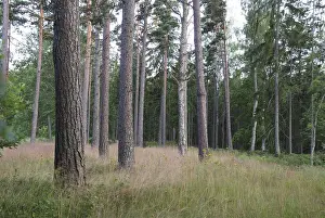Beautiful pine forest in a lovely summer day