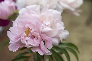 Beautiful pink purple peony Sweet Melody flower