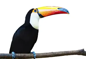 A beautiful portrait of a toucan against a white background