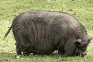 Framed Print : Beautiful pot bellied pig feeding on the meadow