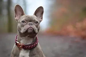 Beautiful rare colored lilac brindle female French Bulldog dog with light amber eyes and paracord collar