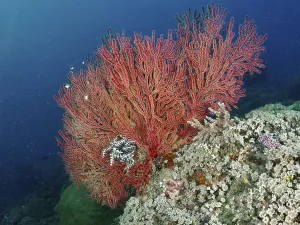 Beautiful red knotted fan (Melithaea ochracea) stretches over a rocky reef