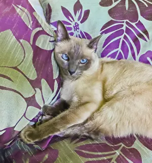 Beautiful siamese cat sitting on pillows watching the camera with an evil expression