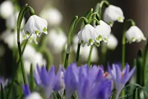 Beautiful spring snowflake (Leucojum vernum)