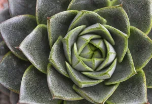 Beautiful succulent plant in greenhouse