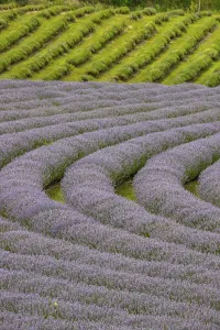 Beautiful summer evening in a lavender field